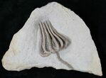 Very D Agaricocrinus Crinoid From Crawfordsville #15930-1